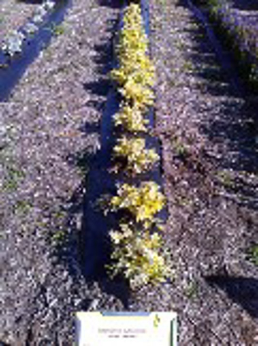 Polemonium pulcherrium Golden Feathers