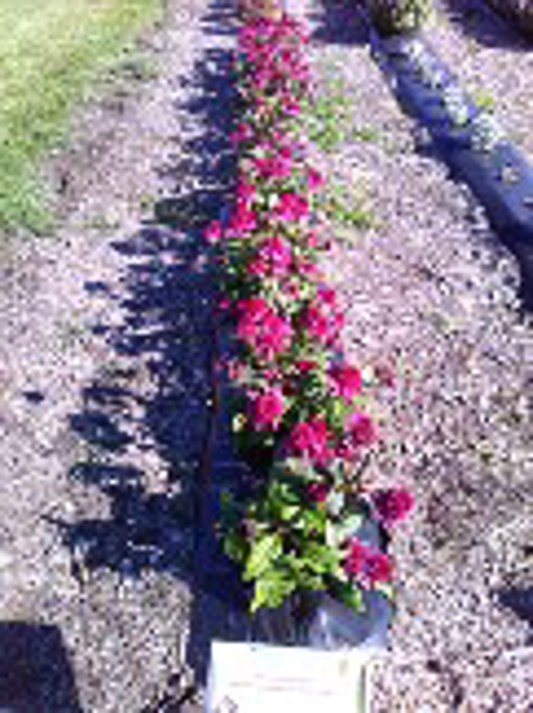 Echinacea hybrida Double Scoop Deluxe Watermelon