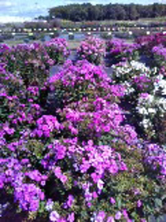 Phlox paniculata Super Ka-Pow Pink