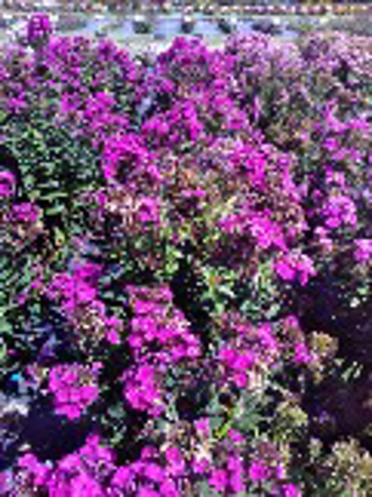 Phlox paniculata Super Ka-Pow Fuchsia