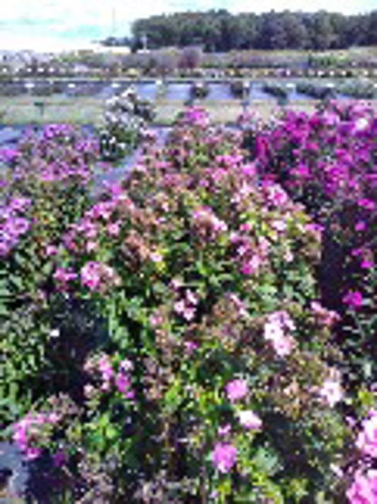 Phlox paniculata Super Ka-Pow Coral