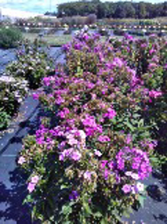 Phlox paniculata Super Ka-Pow Blue
