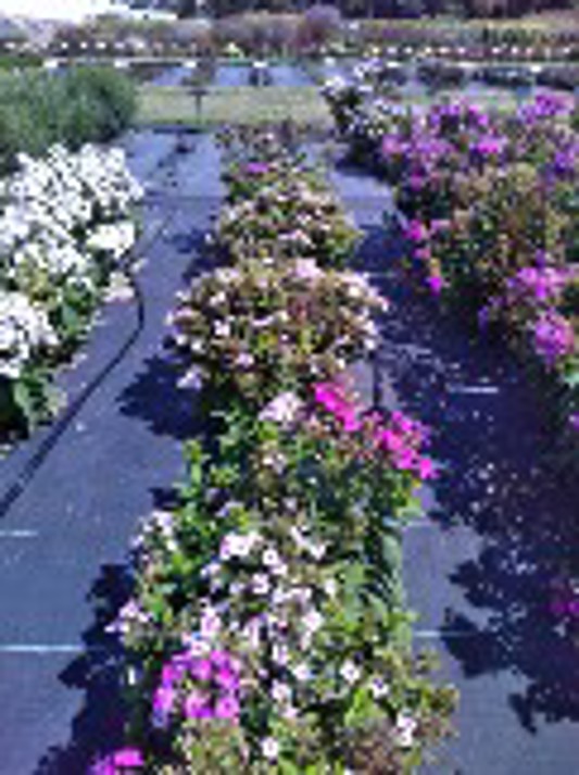Phlox paniculata Ka-Pow White Bicolor