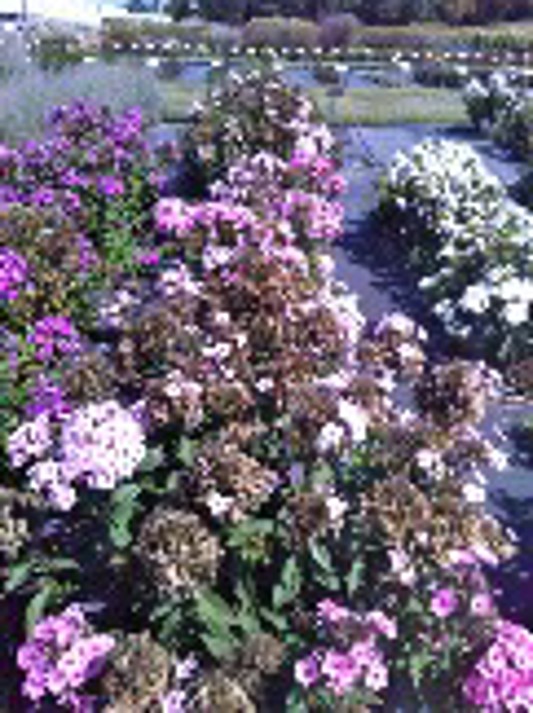 Phlox paniculata Ka-Pow Soft Pink