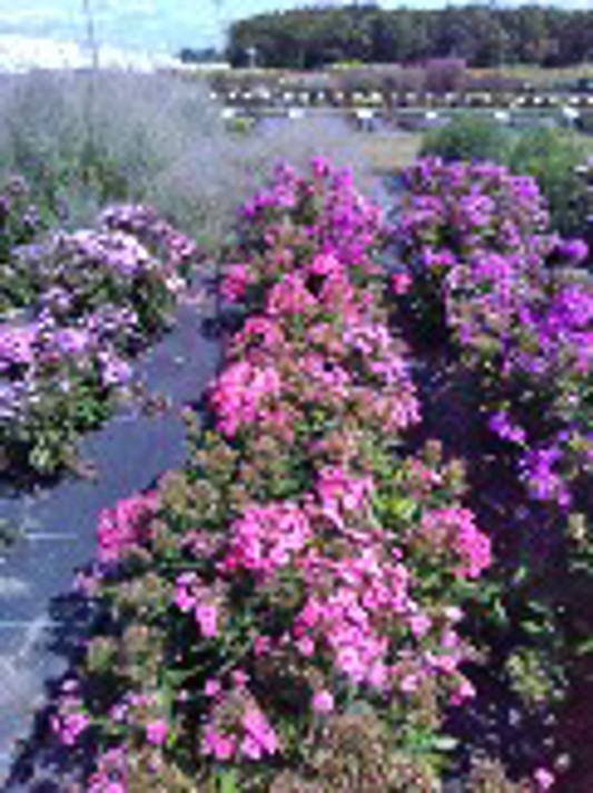 Phlox paniculata Ka-Pow Pink