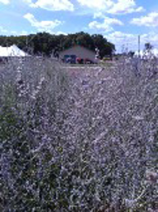 Perovskia  CrazyBlue