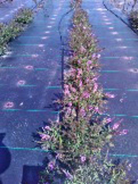 Phlox paniculata Super Ka-Pow Lavender