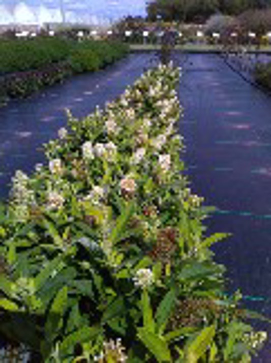Phlox paniculata Ka-Pow White