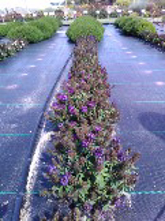 Phlox paniculata Ka-Pow Lavender