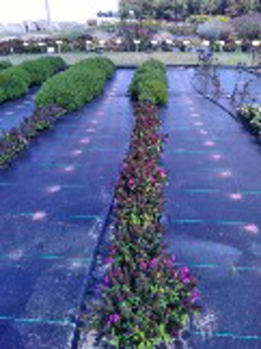 Phlox paniculata Ka-Pow Purple