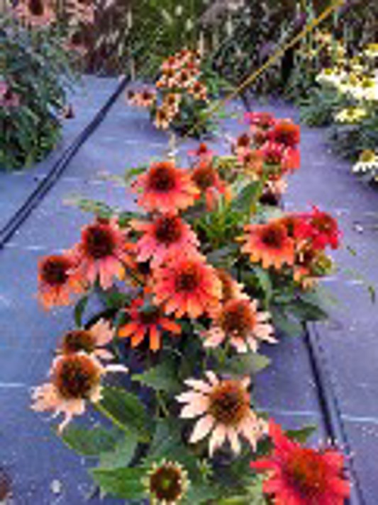 Echinacea Sombrero Fieasta Orange