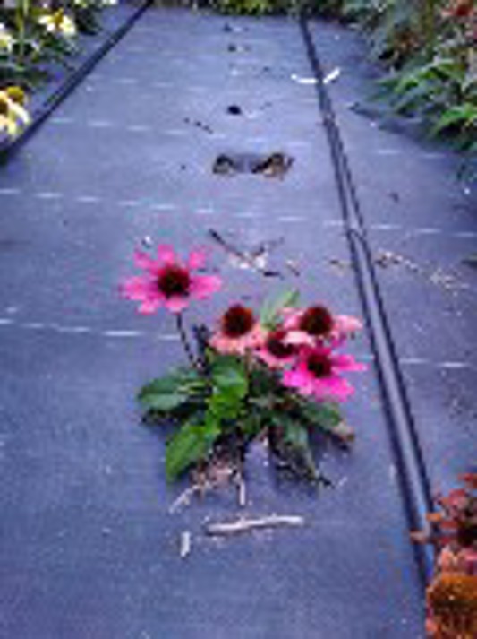 Echinacea Sombrero Rosada