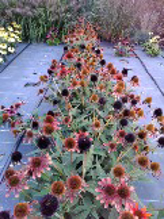 Echinacea Sombrero Flamanco Orange