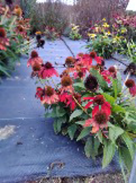 Echinacea Sombrero Salsa Red