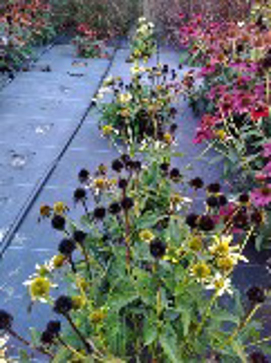 Echinacea Sombrero Summer Solstice