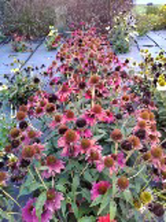Echinacea Sombrero Tres Amigos