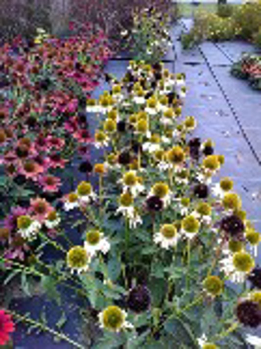 Echinacea Sombrero Blanco
