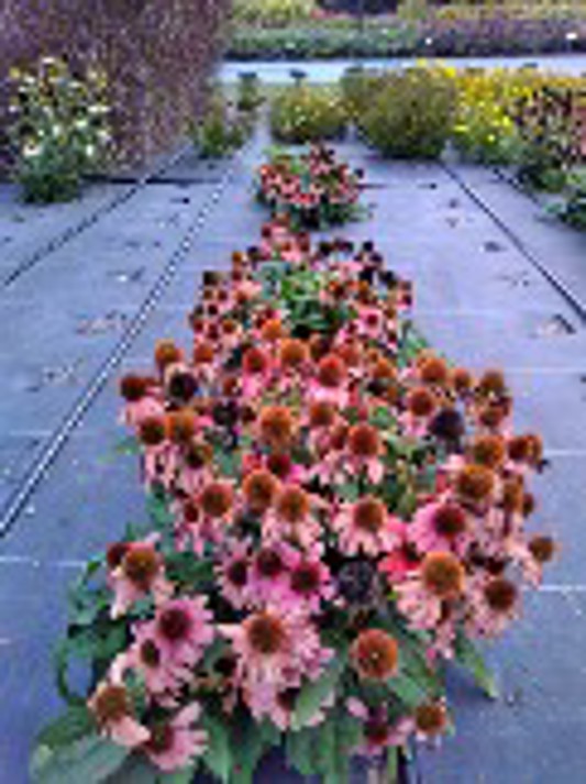 Echinacea Sombrero Tango Tango
