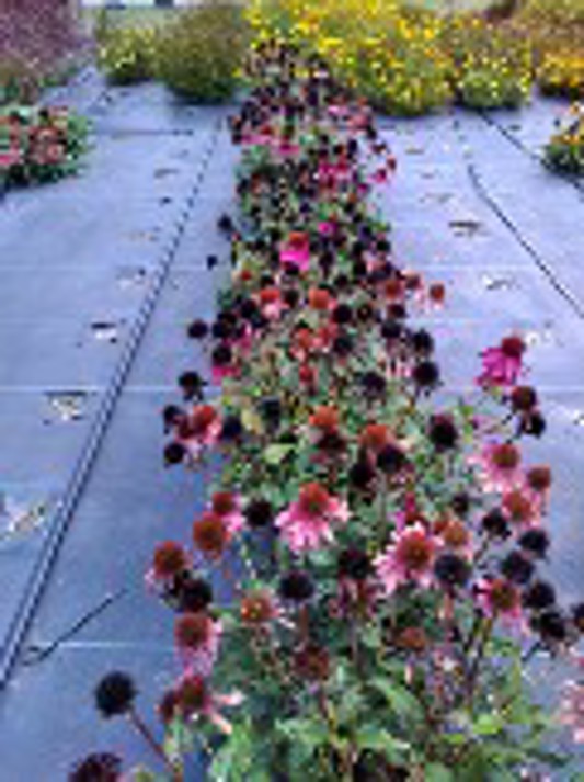 Echinacea Sombrero Poco Hot Pink