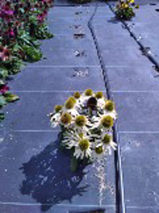 Echinacea Sombrero Poco White