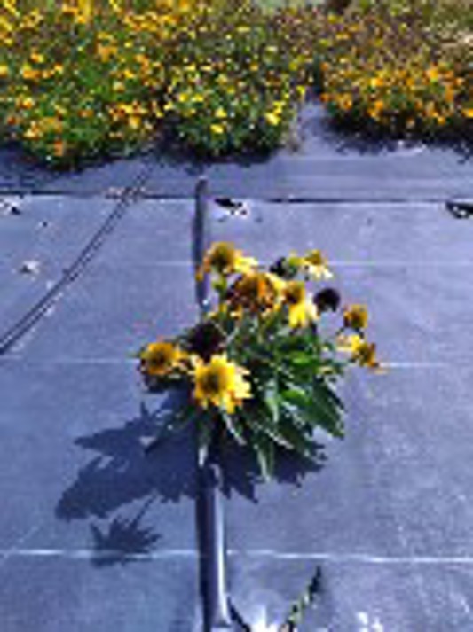 Echinacea Sombrero Poco Yellow