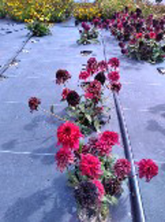 Echinacea Double Scoop Raspberry Delux