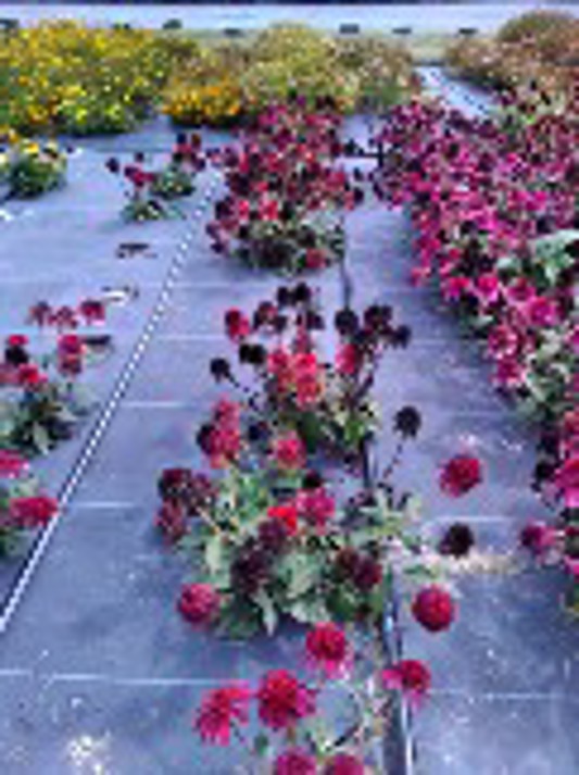 Echinacea Double Scoop Strawberry Delux