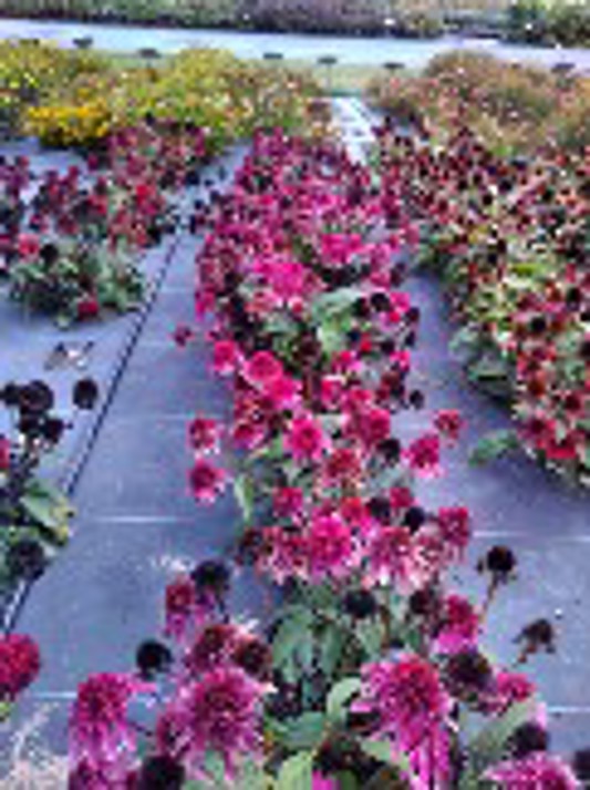 Echinacea Double Scoop Watermelon Delux