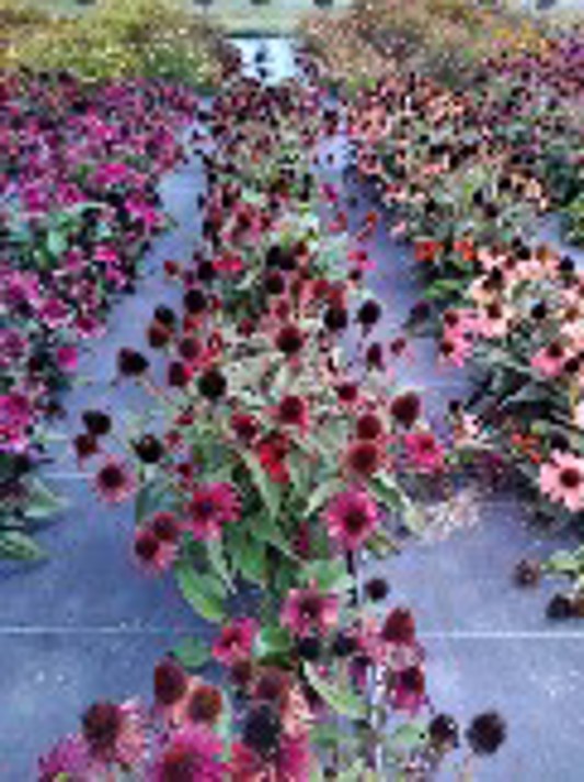 Echinacea Sombrero Baja Burgundy