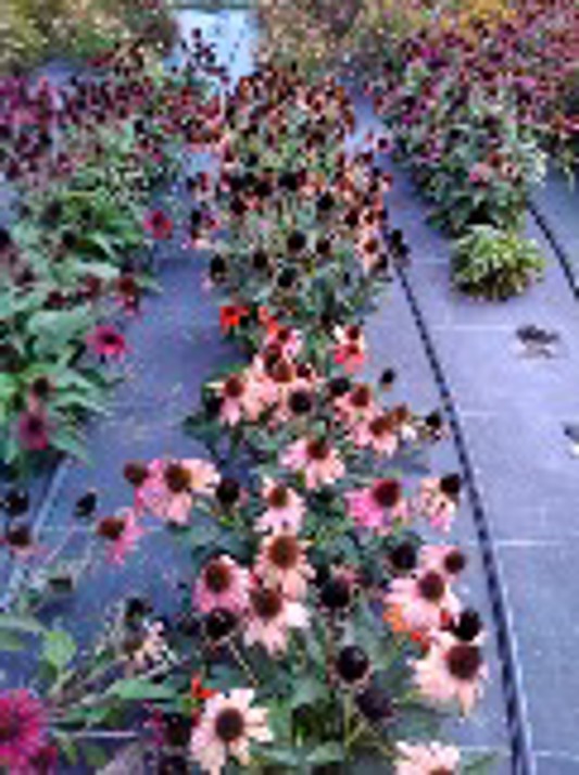 Echinacea Sombrero Mandarin Mambo