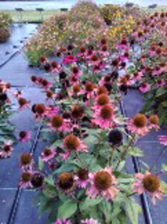 Echinacea Sombrero Fuchsia Fandango