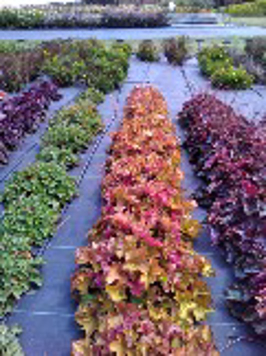 Heuchera Big Top Caramel Apple