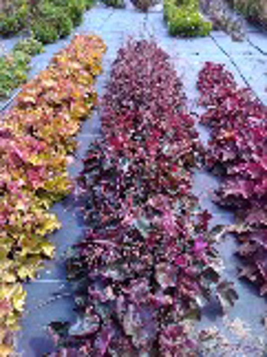 Heuchera Carnival Black Olive
