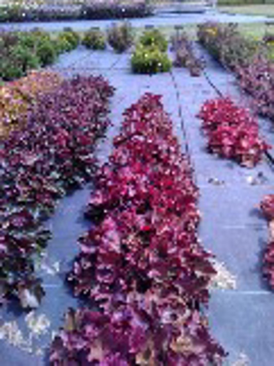 Heuchera Carnival Burgundy Blast