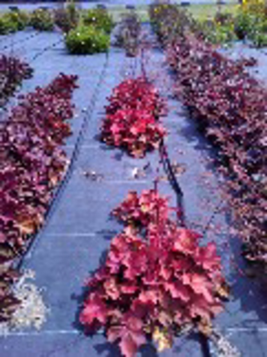 Heuchera Carnival Cinnamon Stick