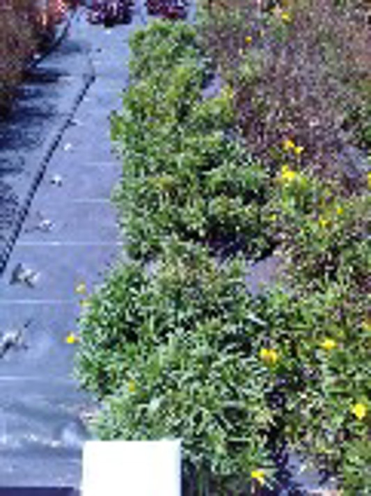 Coreopsis grandifloria Sunny Day
