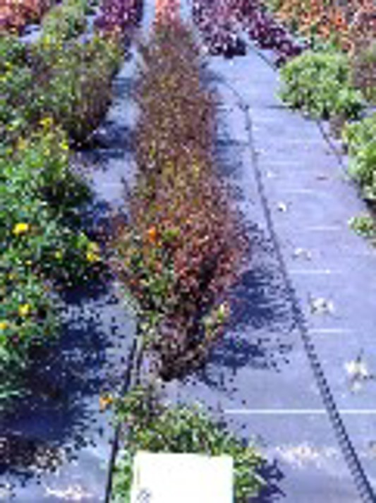 Coreopsis hybrida UpTick Red