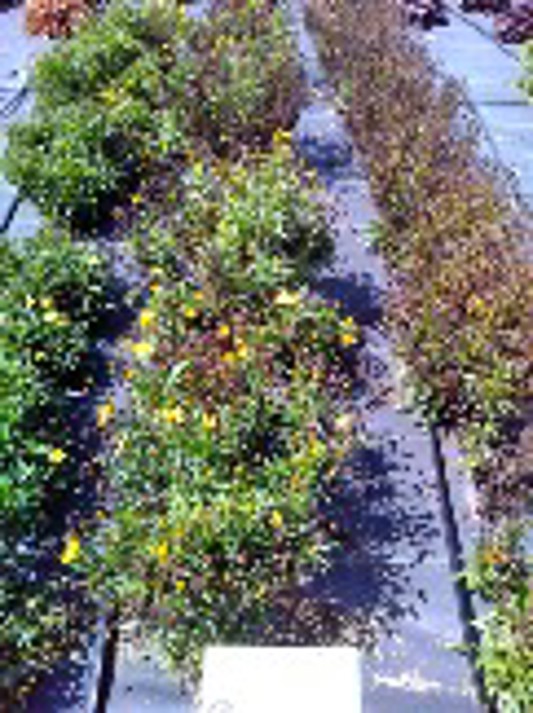 Coreopsis hybrida UpTick Gold