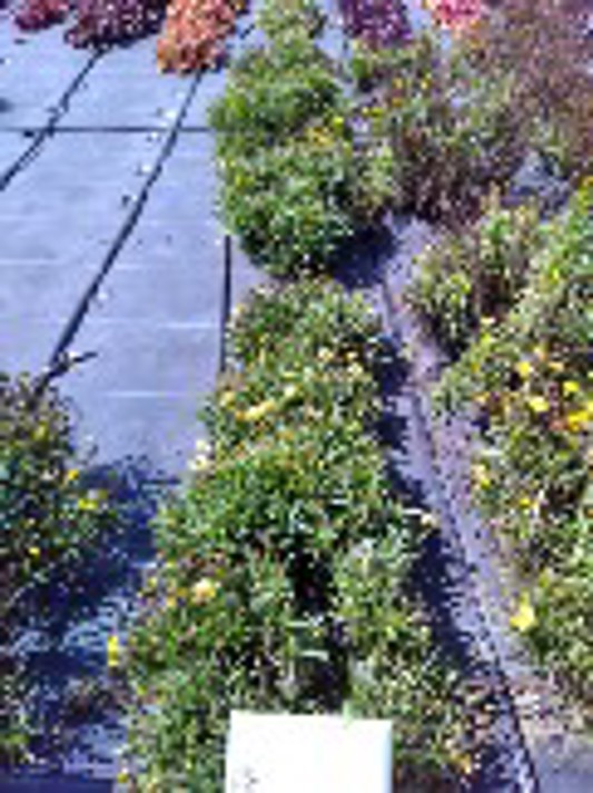 Coreopsis hybrida UpTick Yellow and Red