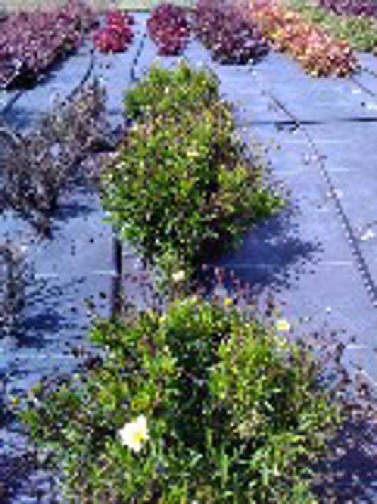 Coreopsis hybrida UpTick Crème