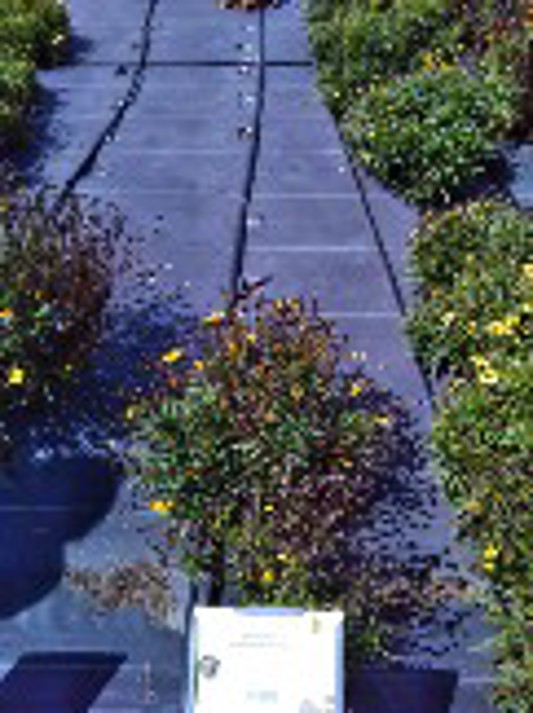 Coreopsis hybrida UpTick Gold and Bronze