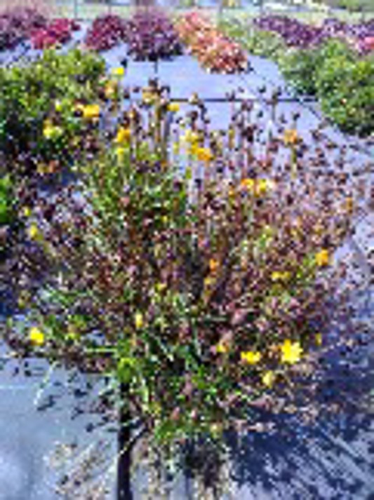 Coreopsis hybrida UpTick Crème and Red