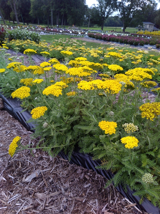 Achillea millefolium Desert Eve Yellow