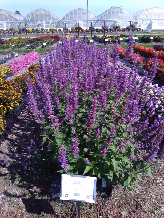Agastache  Prince's Plume