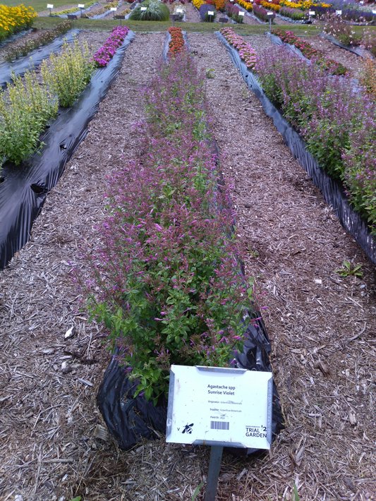 Agastache spp Sunrise Violet