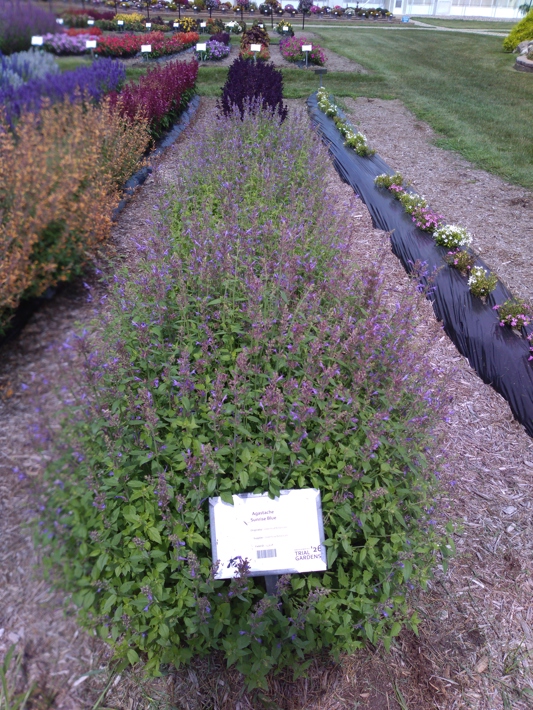 Agastache Sunrise Blue