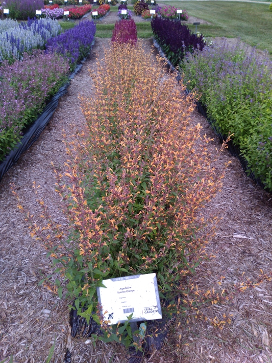 Agastache Sunrise Orange