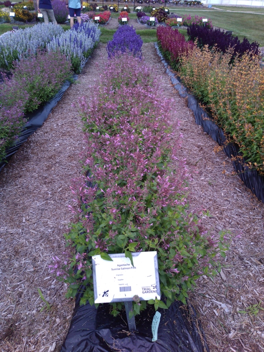 Agastache Sunrise Salmon Pink