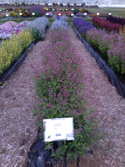 Agastache Sunrise Violet