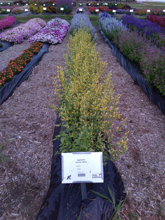 Agastache Sunrise Yellow